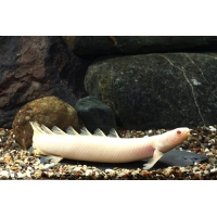 Polypterus Senegalus Albino 5-6cm